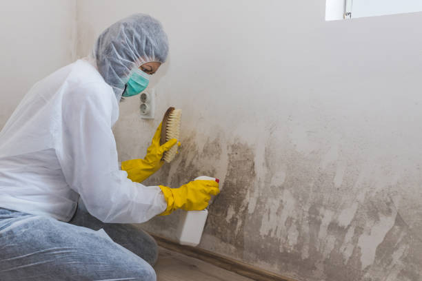 Crosbyton, TX Mold Removal Company