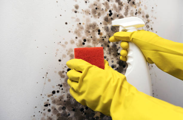 Trusted Crosbyton, TX Mold Removal Experts