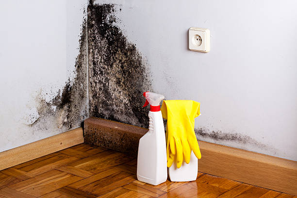 Best Home Mold Removal  in Crosbyton, TX